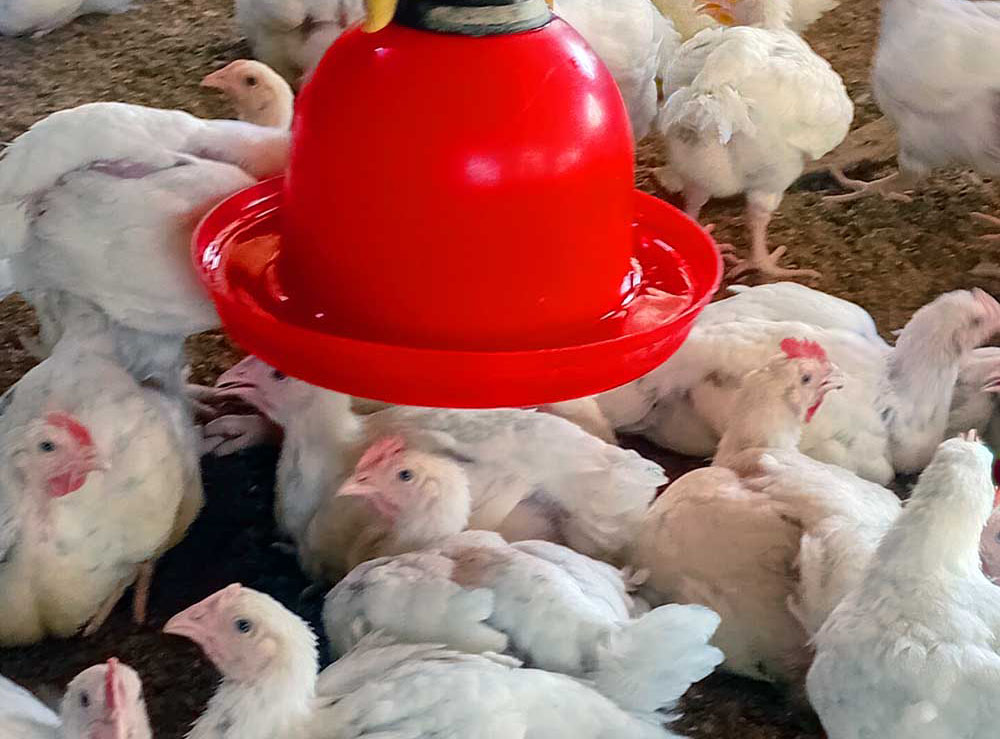 Complete Guide To Broiler Farming During Rainy Season: 9 Proven Ways To ...