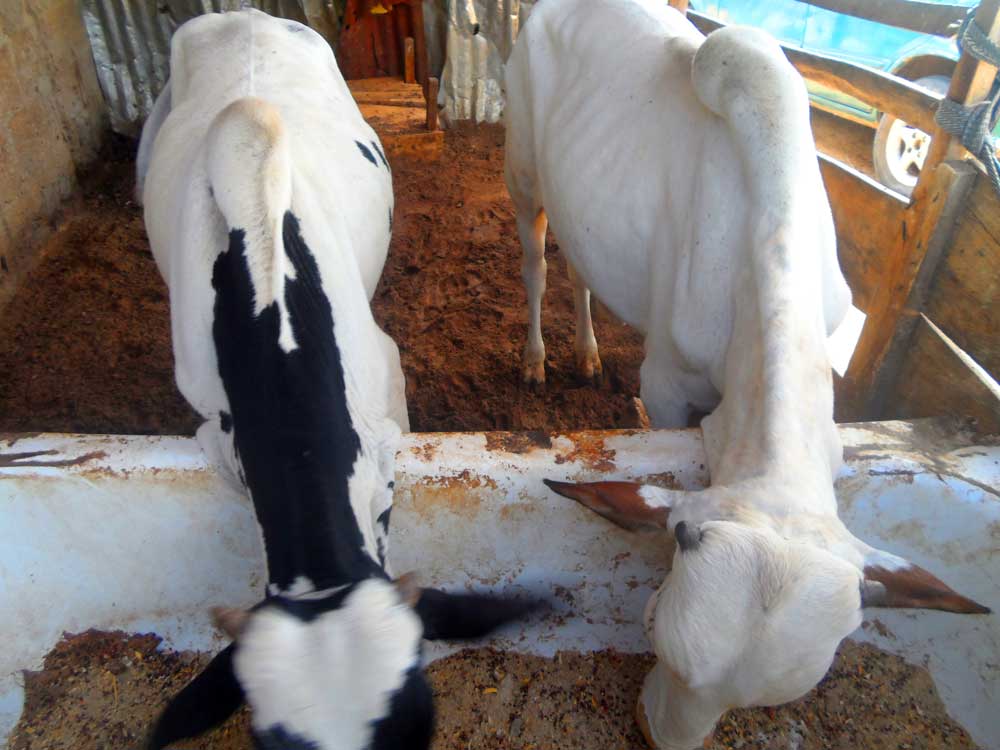 cattle fattening at home: two calves feeding at home