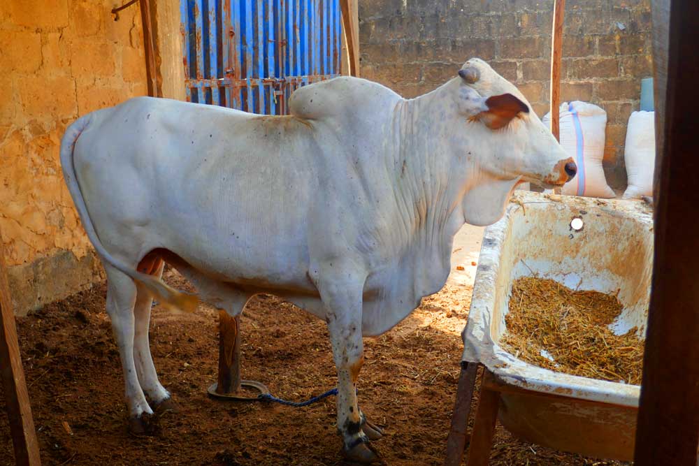 cattle fattening at home: close to the gate