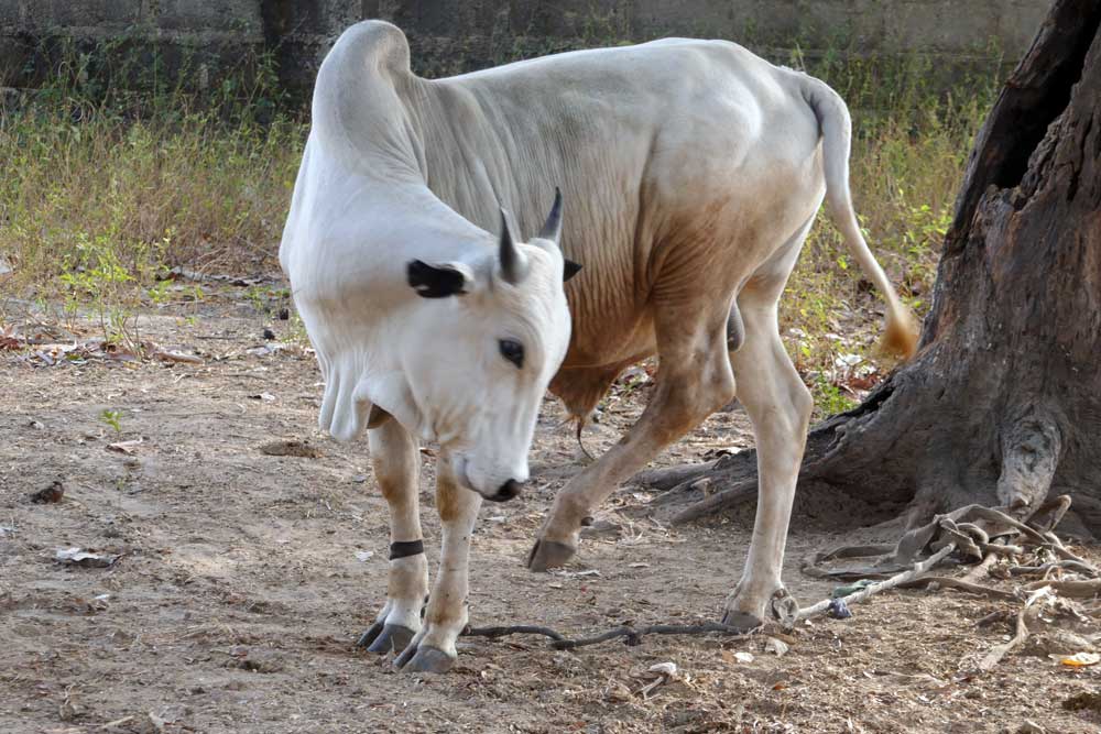 cattle fattening at home: 