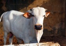 Thinking of Cattle Fattening at Home? Avoid These 4 Expensive Mistakes First!