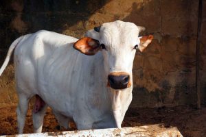 Thinking of Cattle Fattening at Home? Avoid These 4 Expensive Mistakes First!