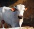 Thinking of Cattle Fattening at Home? Avoid These 4 Expensive Mistakes First!