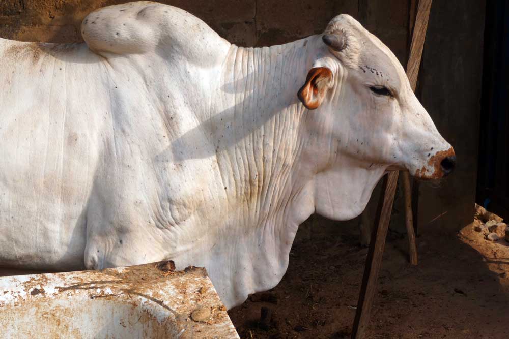 cattle fattening at home:
