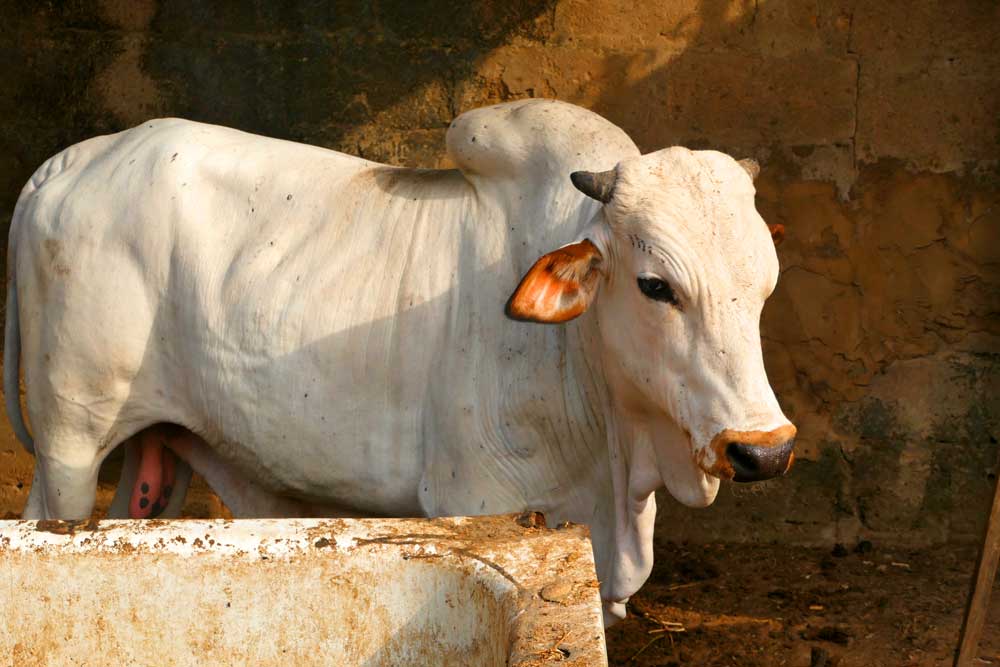 cattle fattening at home1