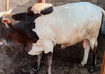 5 Reasons Your Cattle Are Not Reaching Market Weight on Time 5 Reasons Your Cattle Are Not Reaching Market Weight on Time