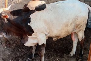 5 Reasons Your Cattle Are Not Reaching Market Weight on Time