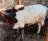 5 Reasons Your Cattle Are Not Reaching Market Weight on Time