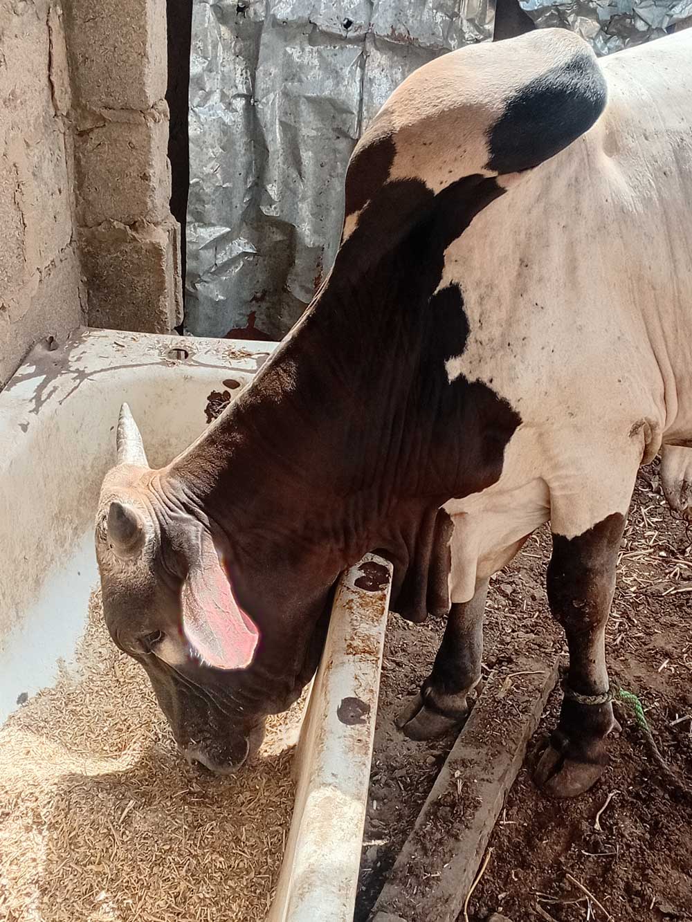 fast weight gain and transformation of the cow: attaining market weight at record time of 3 months +