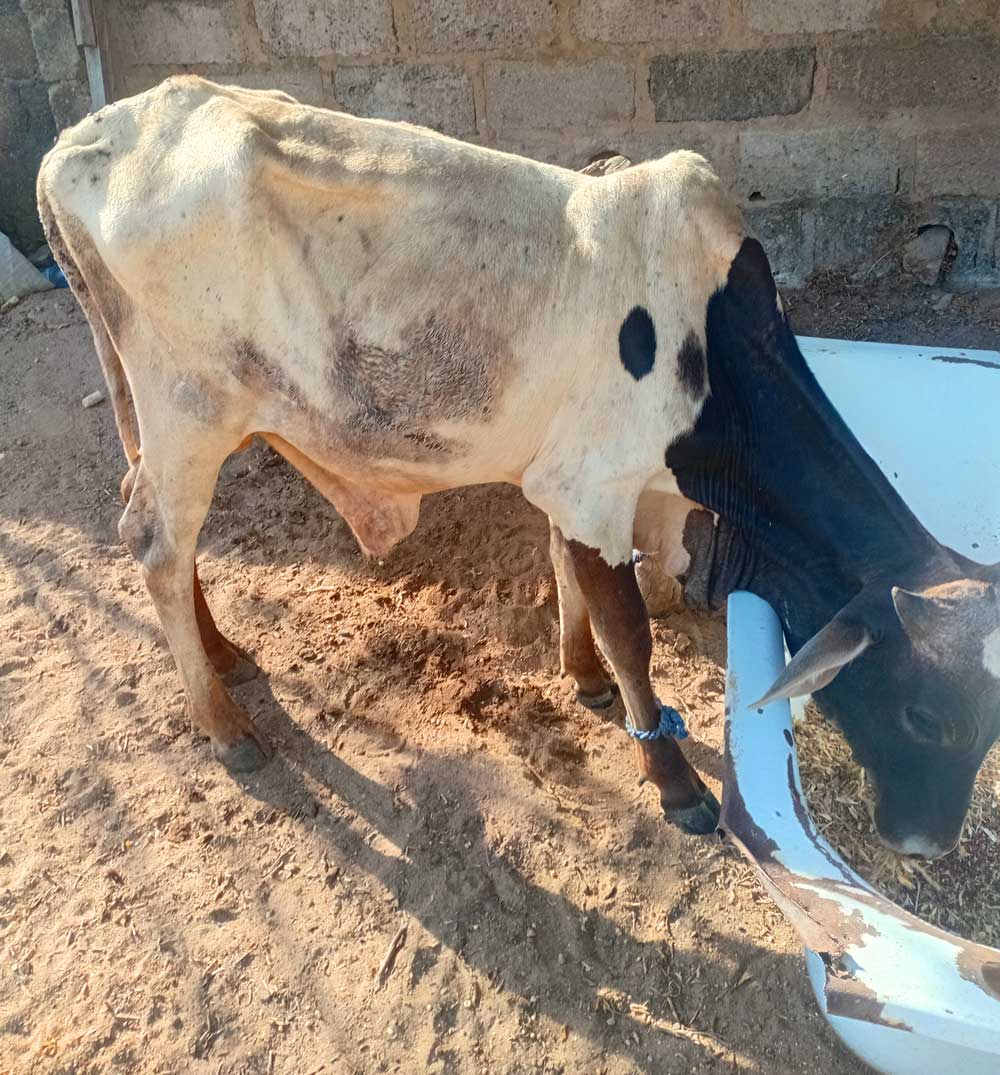 market weight: The slim cattle at home undergoing treatment first day at the shade