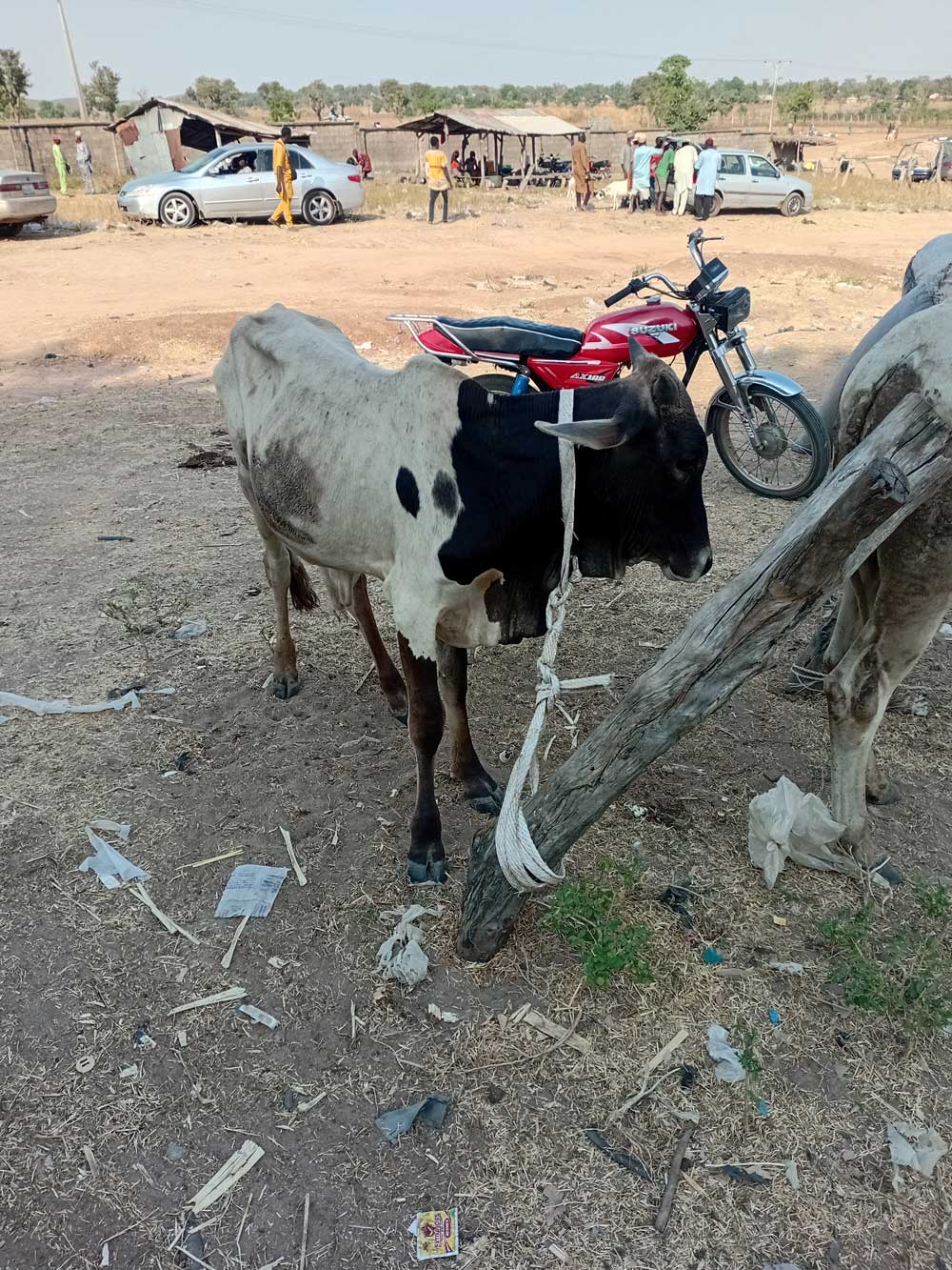 Market weight: The cattle to be fatten at the local market 