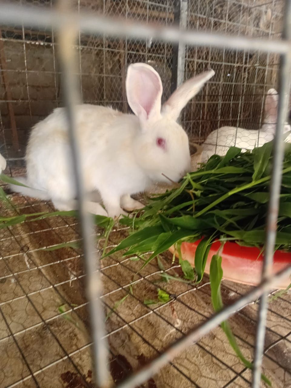 cheap rabbit feed: eating green grass