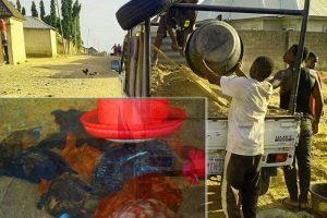 Chicken Droppings: Nature’s Gold! 3 Proven Ways to Source It for Bigger Harvests and Organic Farming Success This Season