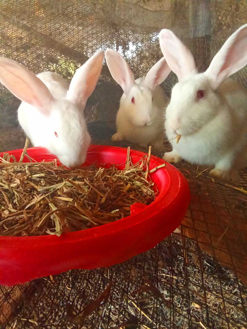 hay is cheap rabbit feed