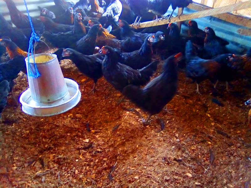 layers are a good source of chicken droppings 