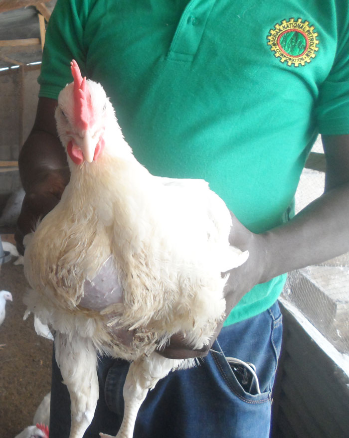 broiler farming during rainy season: