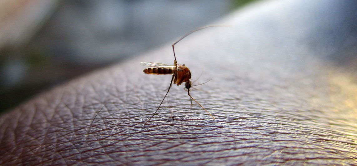broiler farming during rainy season: prevention of mosquito