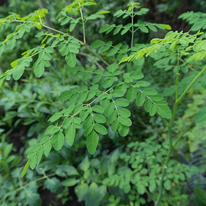 cheap rabbit feed: moringa the wonder leaves