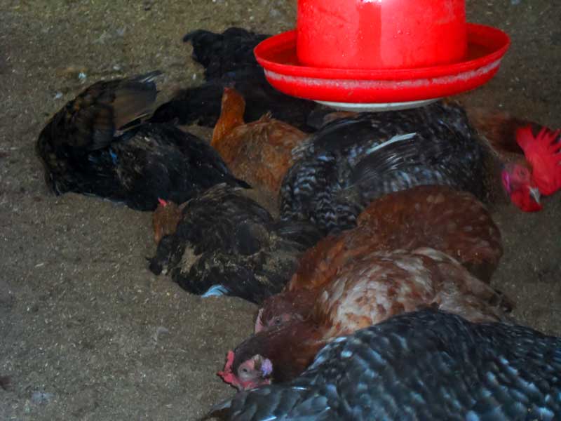 Chicken droppings you can source for it from poultry farms especially those raise on deep litter system of farming 