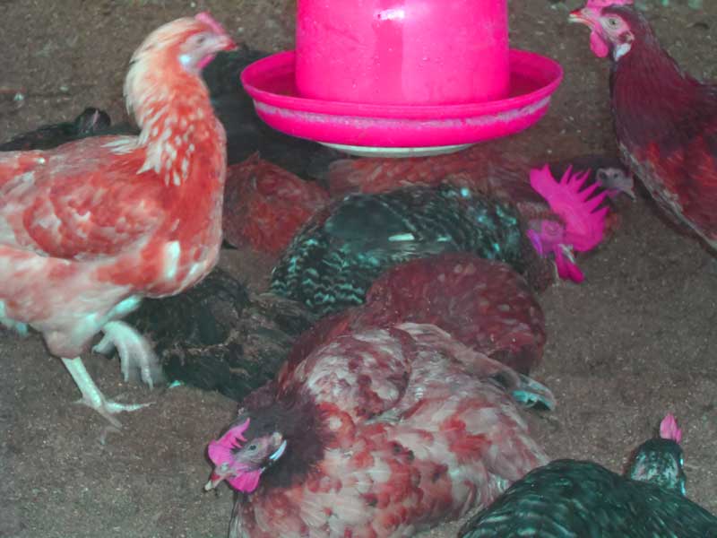 deep litter system is a good source of chicken droppings