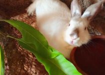 Stop Wasting Money on Rabbit Feed: 6  Natural, Cheap Rabbit Feed That Work