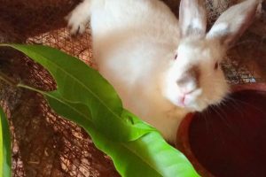 Stop Wasting Money on Rabbit Feed: 6  Natural, Cheap Rabbit Feed That Work