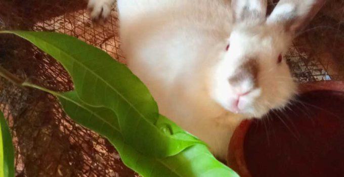 cheap rabbit grass