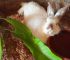 Stop Wasting Money on Rabbit Feed: 6  Natural, Cheap Rabbit Feed That Work