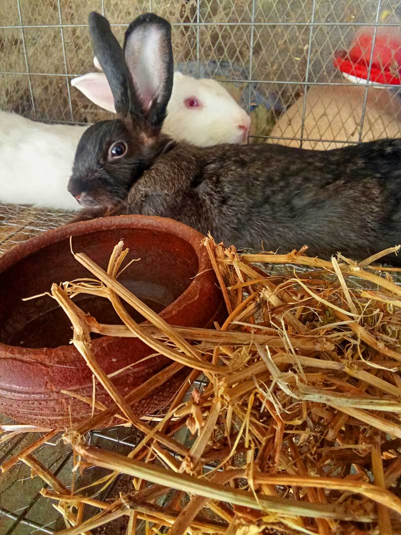 turning your home into a profitable backyard rabbit farm