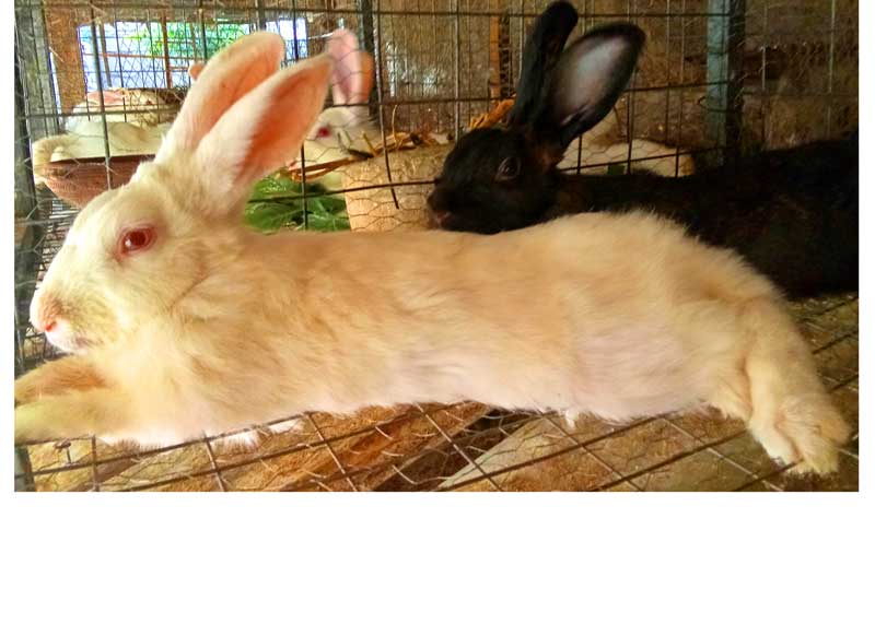 turning your home into a profitable backyard rabbit farm