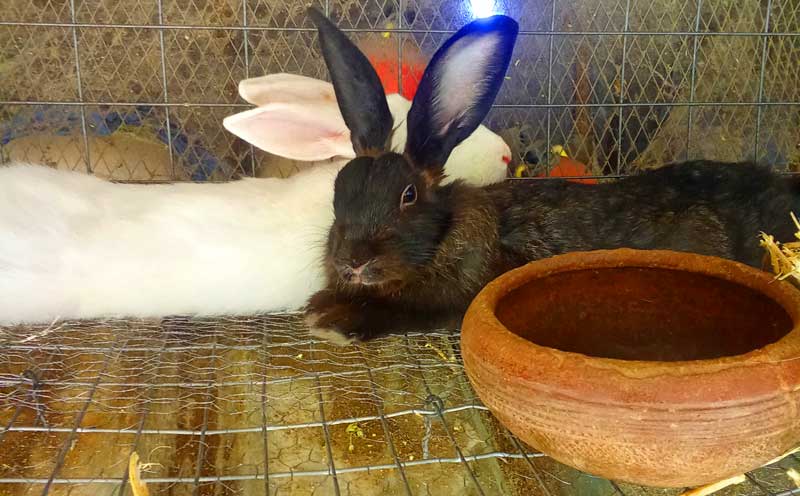 turning your home into a profitable backyard rabbit farm