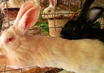 Turning Your Home into a Profitable Backyard Rabbit Farm: A Step-by-Step Guide to Lasting Profit