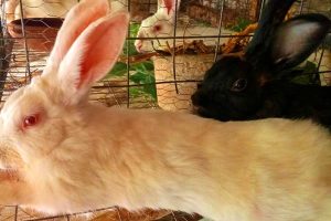 Turning Your Home into a Profitable Backyard Rabbit Farm: A Step-by-Step Guide to Lasting Profit