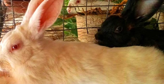 rabbit in their hutch at home at backyard