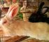 Turning Your Home into a Profitable Backyard Rabbit Farm: A Step-by-Step Guide to Lasting Profit