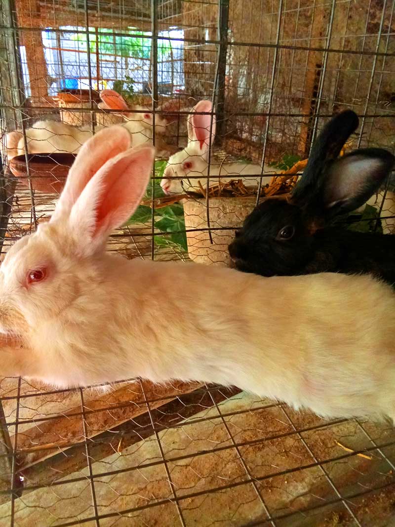 rabbit in their hutch at home at backyard 