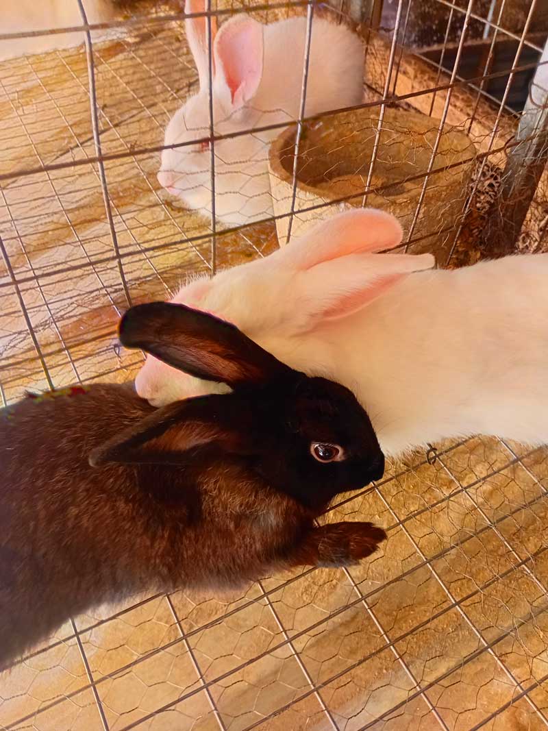 rabbit in their hutch at home at backyard 