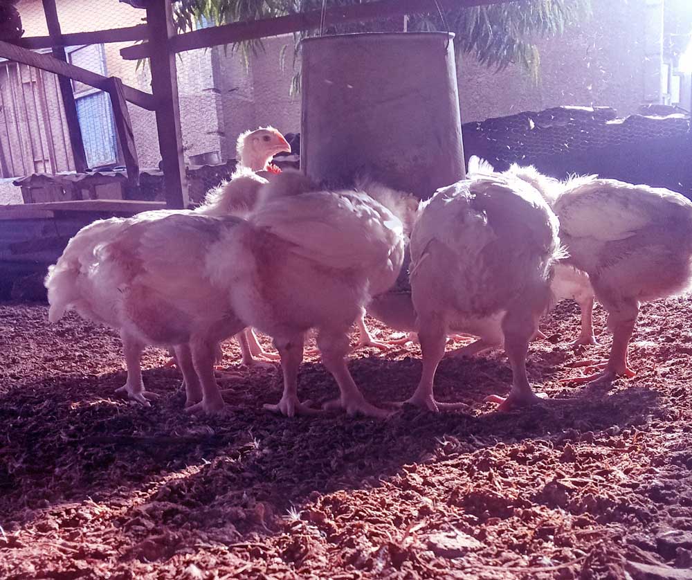 broiler farming during rainy season