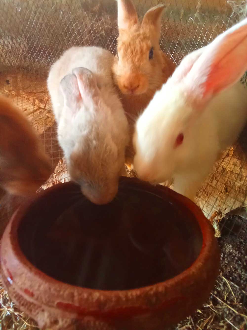 Cheap rabbit feed: water is key to a healthy rabbit life