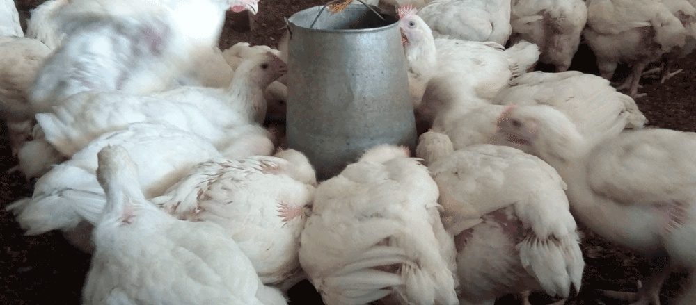 broiler chicken profit