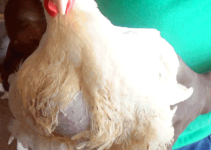 How to Sell and Increase Broiler Chicken Profit without Being Greedy: A Practical Guide for Broiler Farmers How to Sell and Increase Broiler Chicken Profit without Being Greedy: A Practical Guide for Broiler Farmers