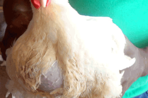 How to Sell and Increase Broiler Chicken Profit without Being Greedy: A Practical Guide for Broiler Farmers