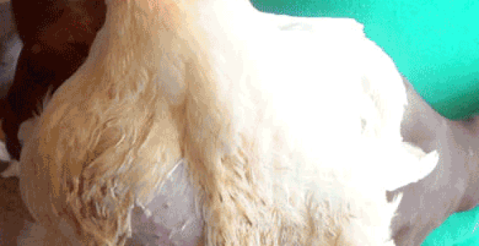 broiler chicken profit; consider cost of feeding your briolers