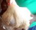 How to Sell and Increase Broiler Chicken Profit without Being Greedy: A Practical Guide for Broiler Farmers