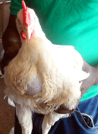broiler chicken profit; consider cost of feeding your briolers