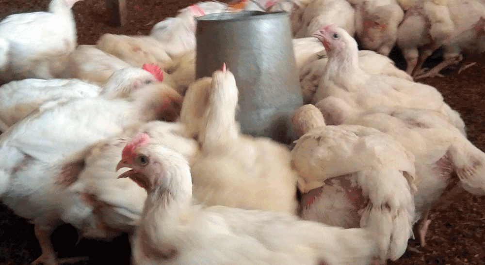 broiler chicken profit; consider cost of feeding your briolers
