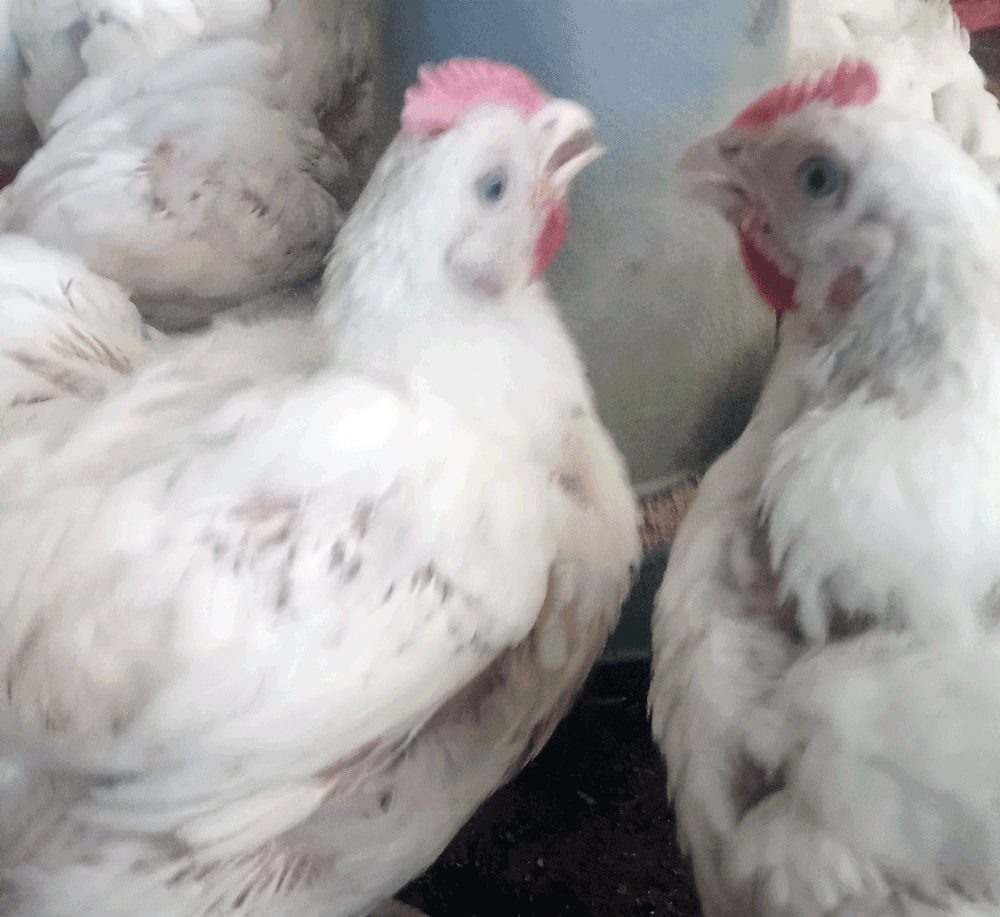 broiler chicken profit; consider cost of feeding your briolers
