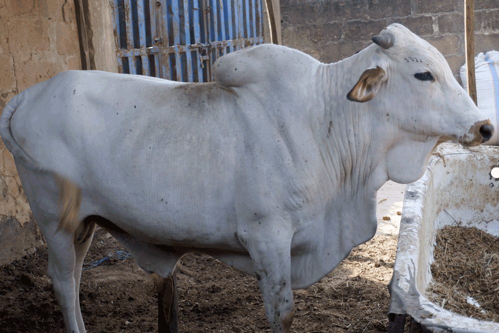 home cow fattening 