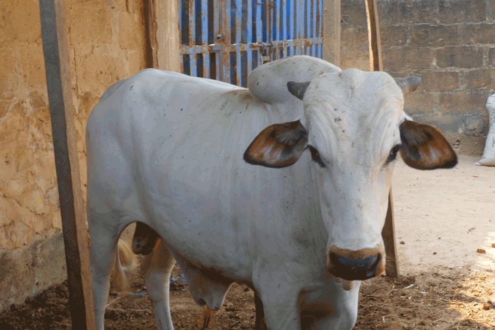 home cow fattening: requires good ventilation