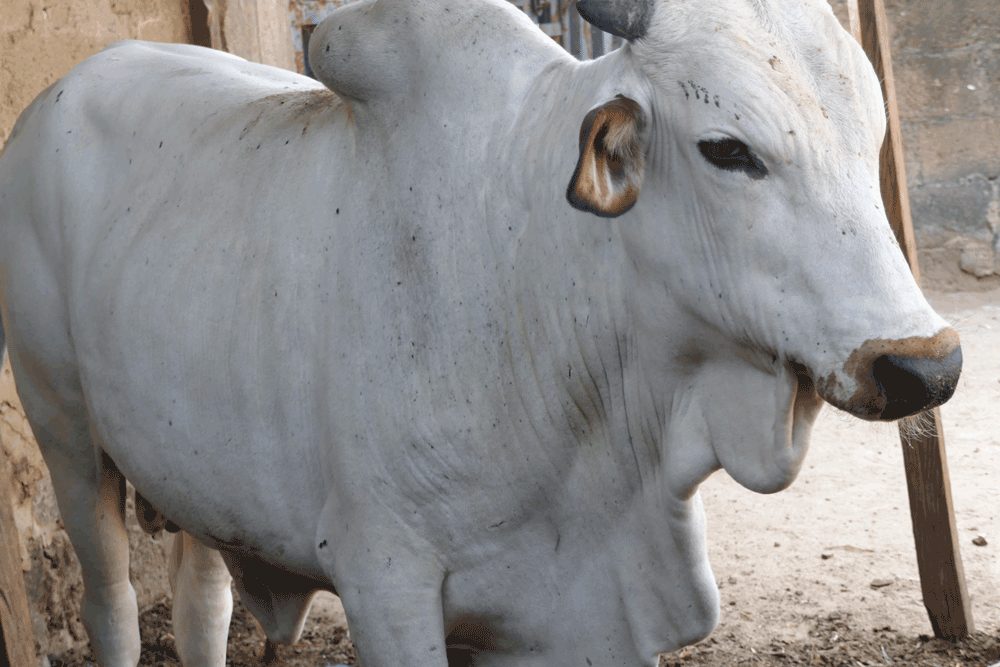 Home cow fattening 